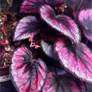 3 cuttings for Kimberly on Facebook